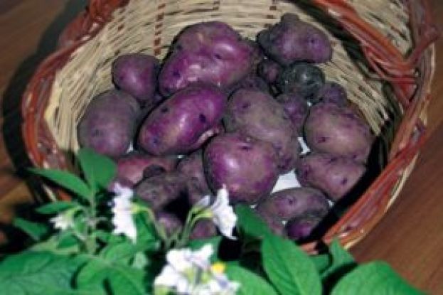 Patata Turchesa