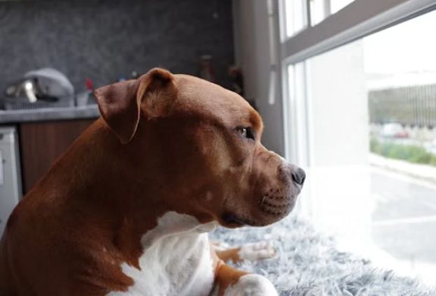 Pitbull