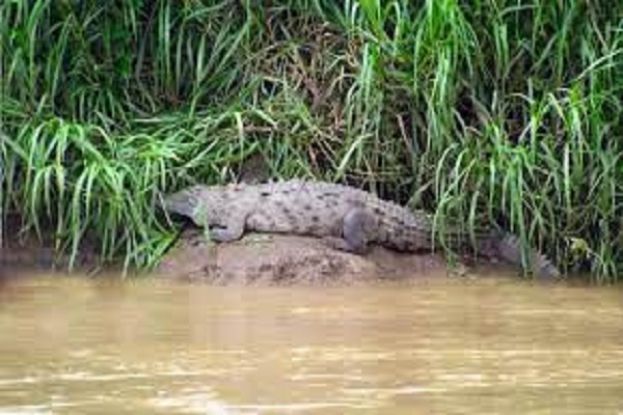 Coccodrillo