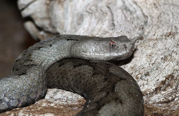 Vipera Ammodytes