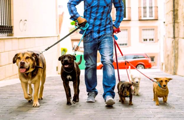 Dog Sitter