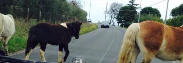 CARSOLI,CAVALLO IN MEZZO ALLA STRADA PRESO IN PIENO DA UN AUTO:CONDUCENTE IN OSPEDALE,ANIMALE FERITO