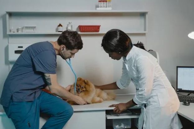 Veterinario
