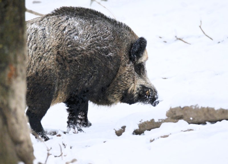 Cinghiale