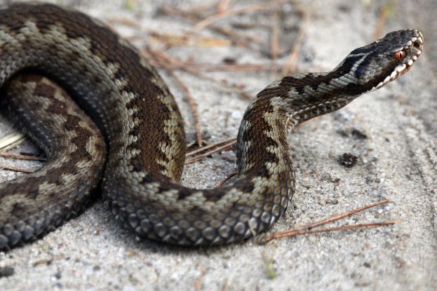 Vipera