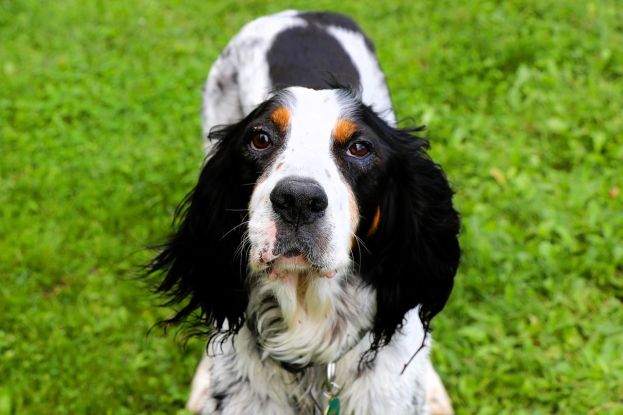 Setter