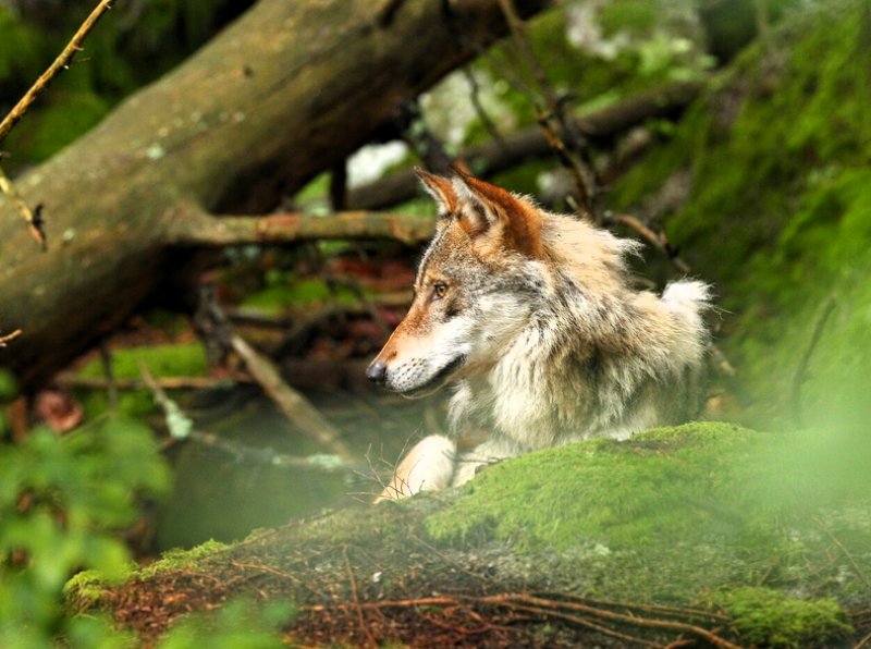 Lupo