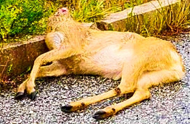 CARSOLI, CAPRIOLO DECAPITATO RINVENUTO IN LOCALITA' CASABIANCA: INTERVIENE LA GUARDIA FORESTALE DI PERETO