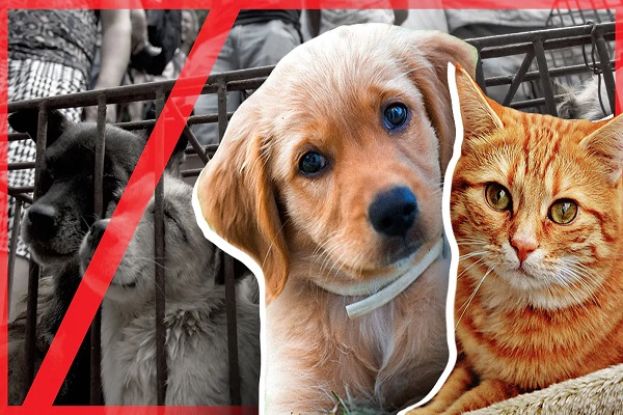 Cane, Gatto