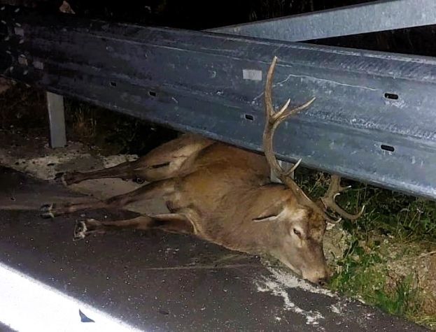 Cervo Morto