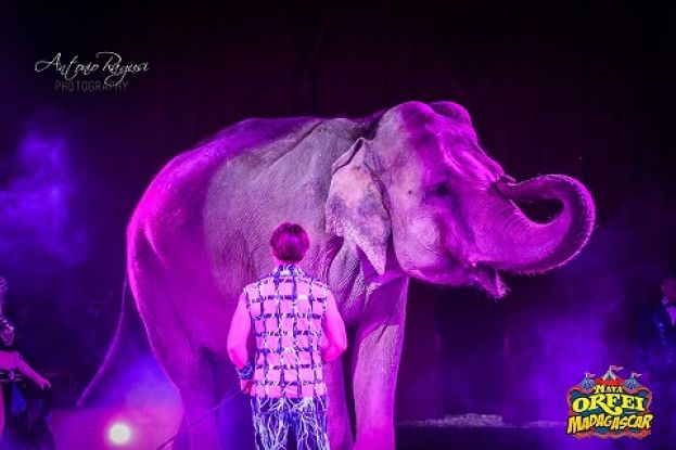 Elefante