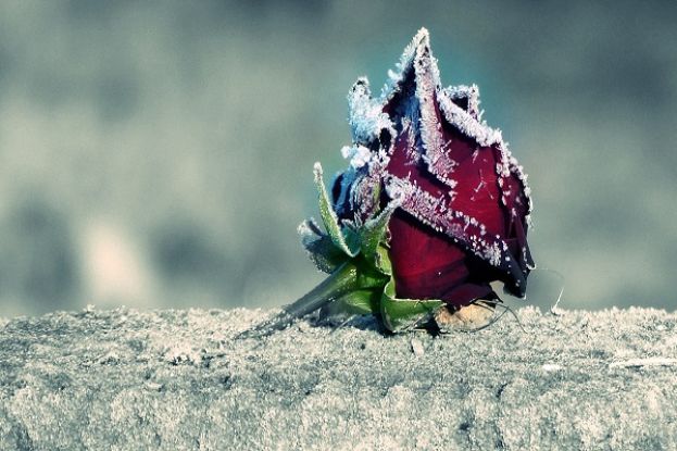 Rosa