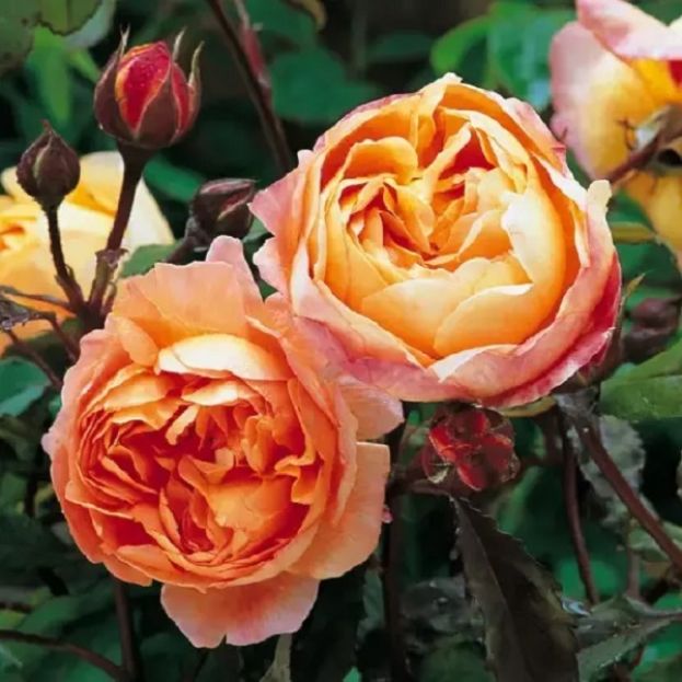 LA ROSA " LADY EMMA HAMILTON "