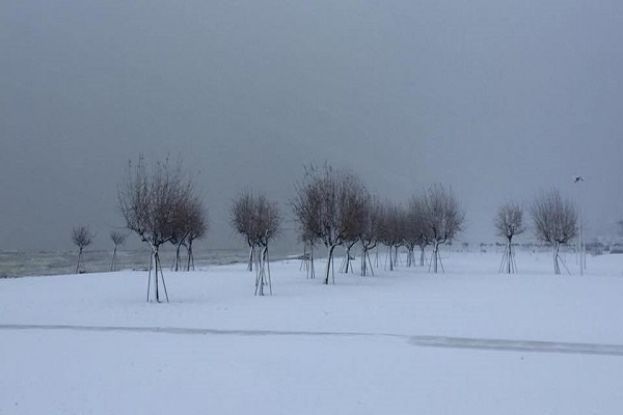 Neve