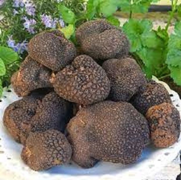 Tartufo