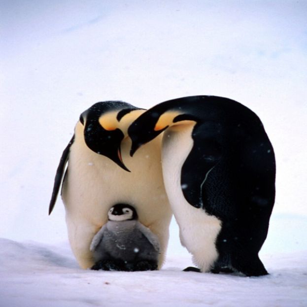Pinguini