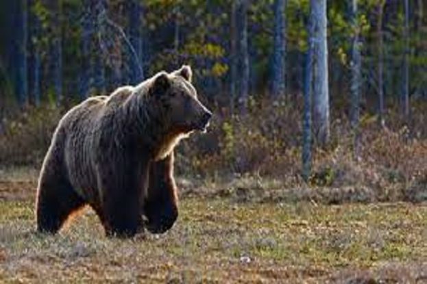 Orso