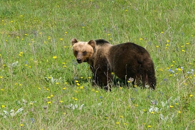 Orso Marsicano