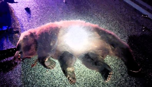 Orso bruno marsicano ucciso- foto Parco Nazionale d'Abruzzo e Molise (facebook)